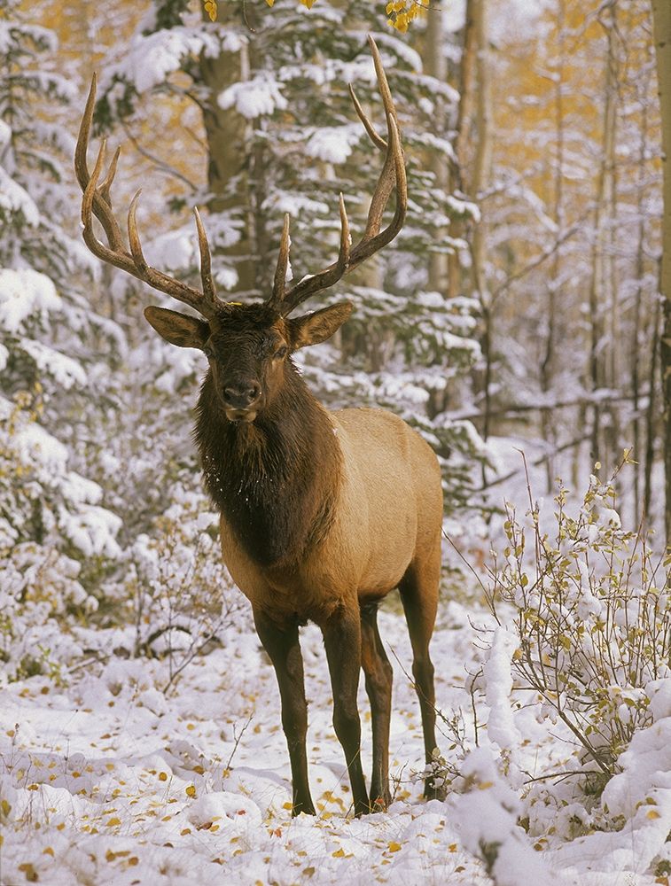 A bull elk in early winter in the Colorado Rocky Mountains art print by Steve Mohlenkamp for $57.95 CAD