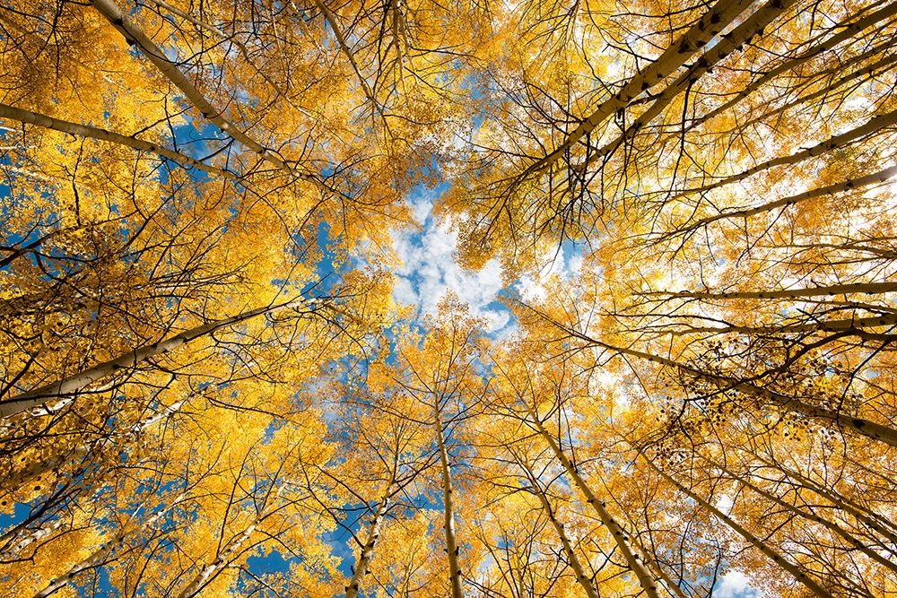 Looking up into yellow Aspen trees in the Colorado Rocky Mountains art print by Steve Mohlenkamp for $57.95 CAD