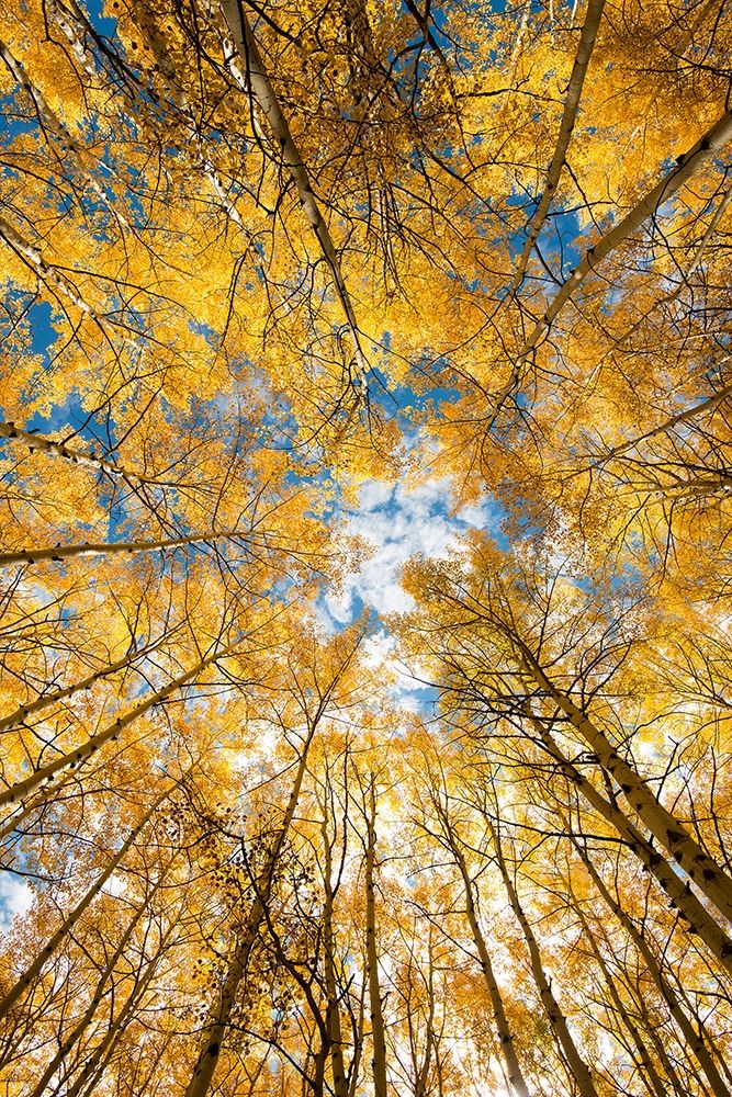 Looking up into yellow Aspen trees in the Colorado Rocky Mountains art print by Steve Mohlenkamp for $57.95 CAD