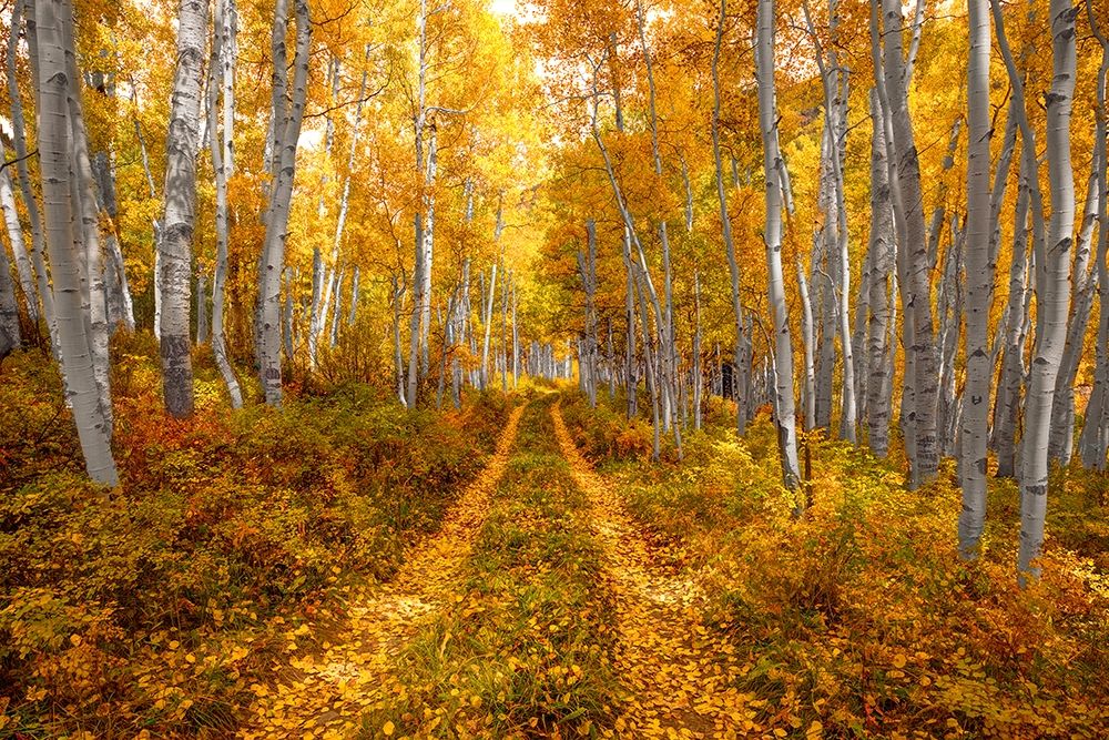 Autumn in the Rocky Mountains of Colorado-as Aspen trees turn bright yellow gold art print by Steve Mohlenkamp for $57.95 CAD