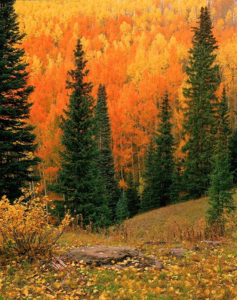 Hillside of Fall color-orange and gold Aspen trees in the Colorado Rocky Mountains art print by Steve Mohlenkamp for $57.95 CAD