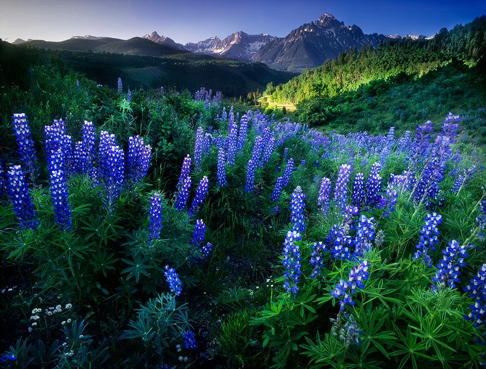 Lupine on Dallas divide with distant my snaffles near Telluride in the Colorado Rocky Mountains art print by Steve Mohlenkamp for $57.95 CAD