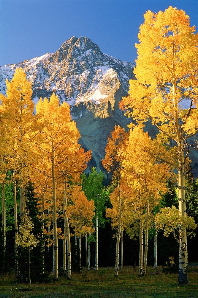 A mountain actually named unnamed 13334 flanked by Fall Aspen trees in the Colorado Rocky Mountains art print by Steve Mohlenkamp for $57.95 CAD