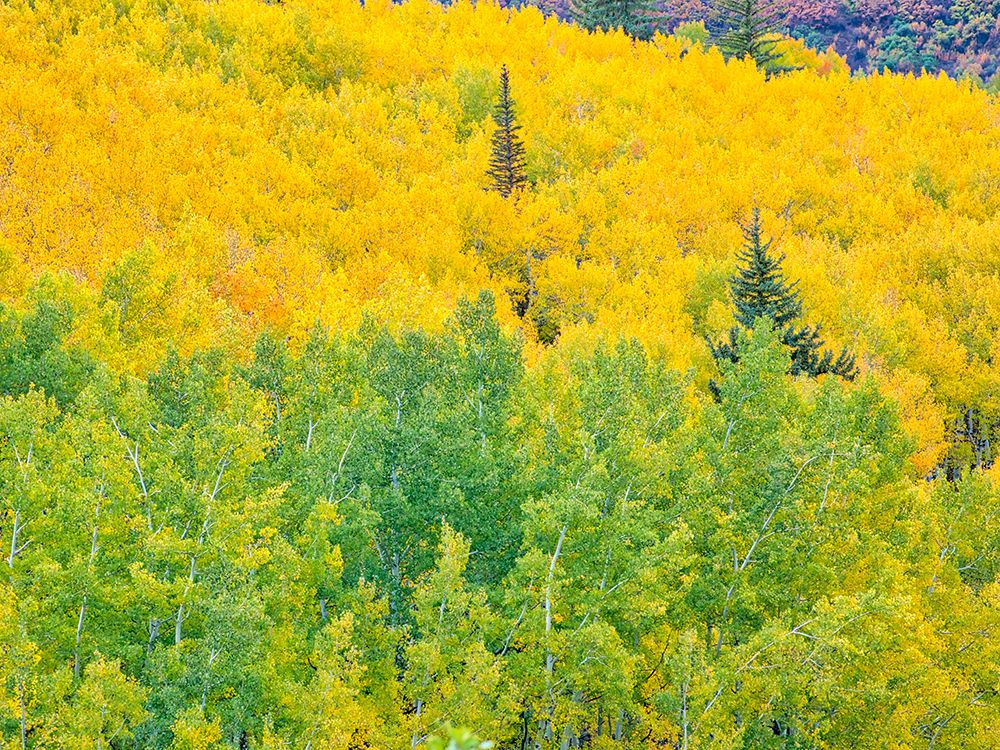 USA-Colorado-Aspen Autumn Aspens and spruce trees art print by Terry Eggers for $57.95 CAD