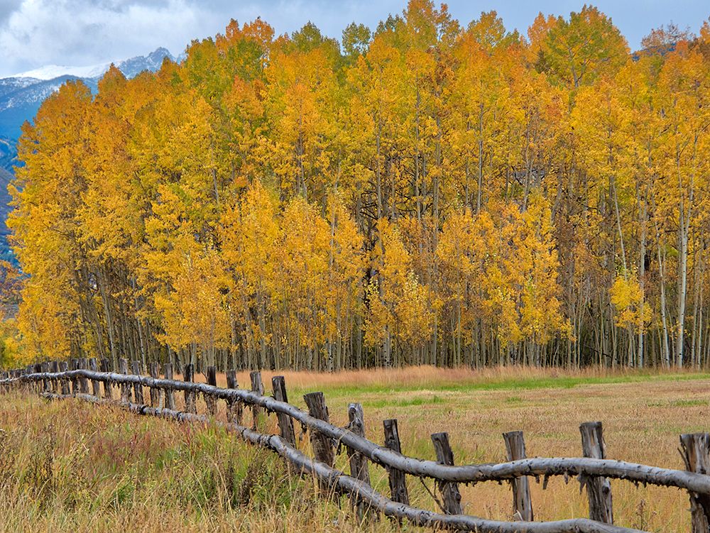 USA-Colorado-Aspen Fenceline with autumn Aspens art print by Terry Eggers for $57.95 CAD