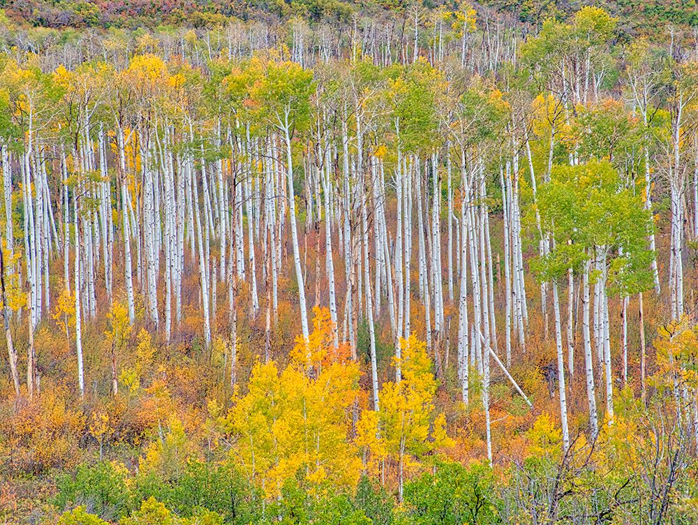USA-Colorado-Kebler Pass Autumn color of the Aspens art print by Terry Eggers for $57.95 CAD