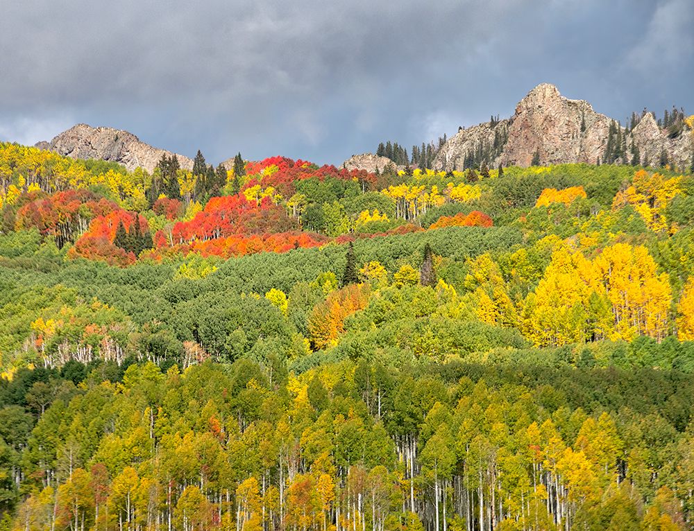 USA-Colorado-Kebler Pass Bright color of autumn on Kebler Pass art print by Terry Eggers for $57.95 CAD