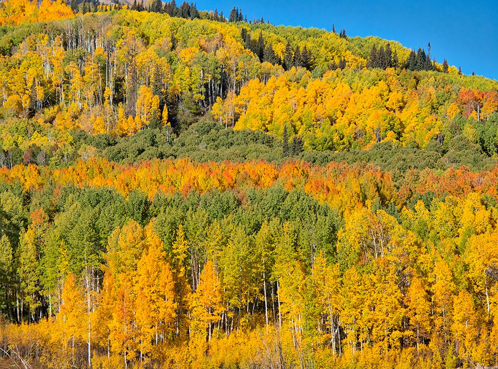 USA-Colorado-Kebler Pass Bright color of autumn Aspens on Kebler Pass art print by Terry Eggers for $57.95 CAD