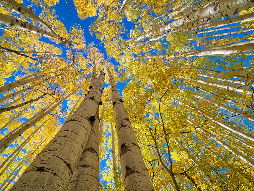 USA-Colorado-Kebler Pass Aspen forest in fall color as seen from the forest floor, art print by Terry Eggers for $57.95 CAD