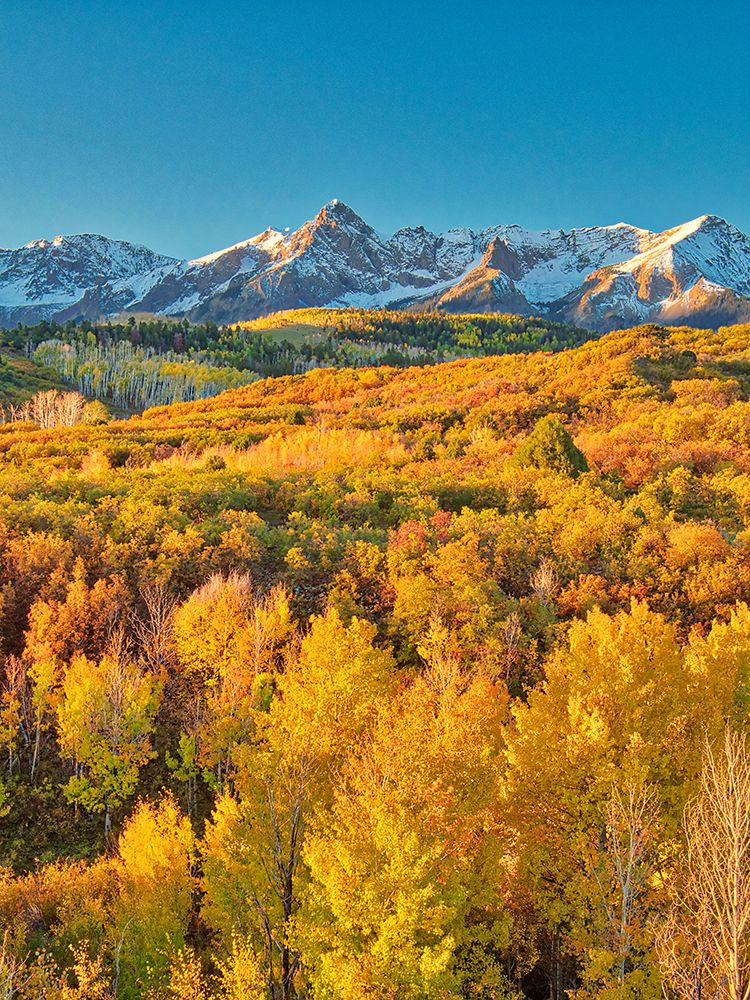 USA-Colorado-Quray Dallas Divide-sunrise on the Mt Snaffles with autumn colors art print by Terry Eggers for $57.95 CAD
