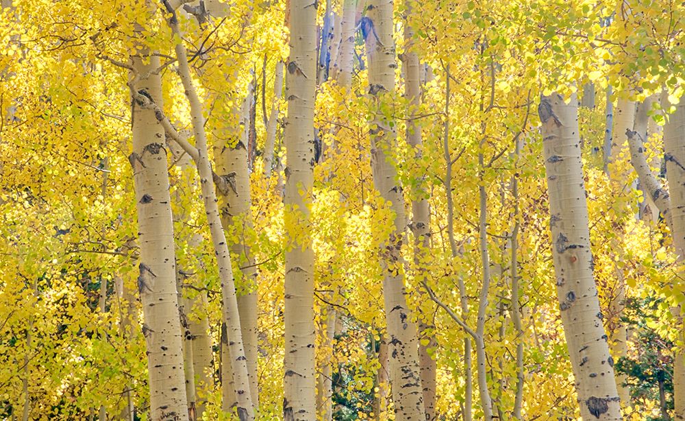 USA-Colorado-Quray Autumn Aspen stand with bright color art print by Terry Eggers for $57.95 CAD