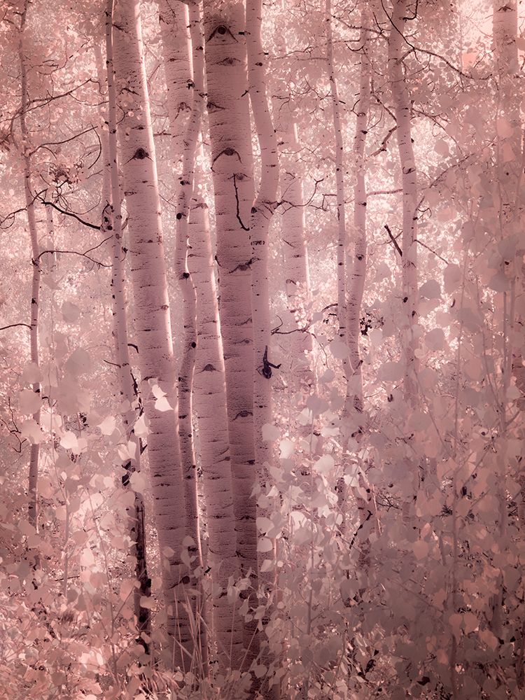 USA-Colorado Infrared of Aspens along the Kebler Pass art print by Terry Eggers for $57.95 CAD