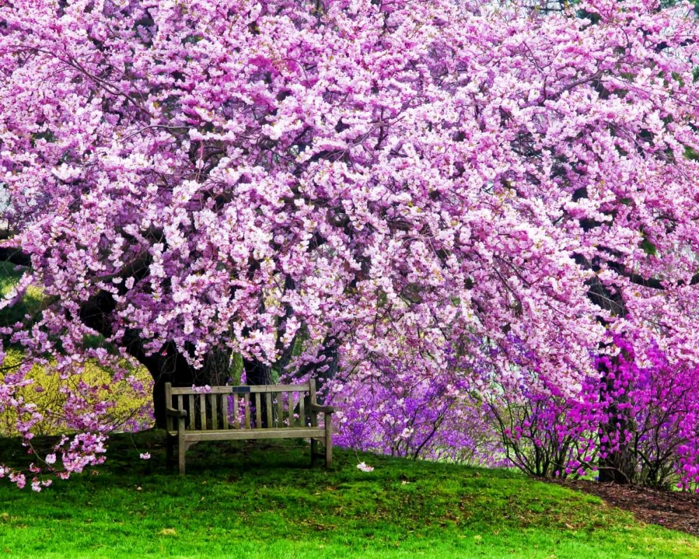 Delaware, Wilmington Bench under cherry blossoms art print by Jay OBrien for $57.95 CAD
