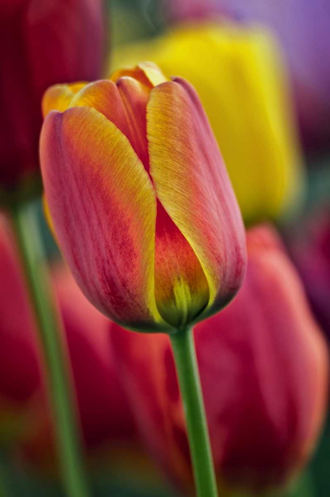 Delaware Close-up of tulips art print by Jay OBrien for $57.95 CAD