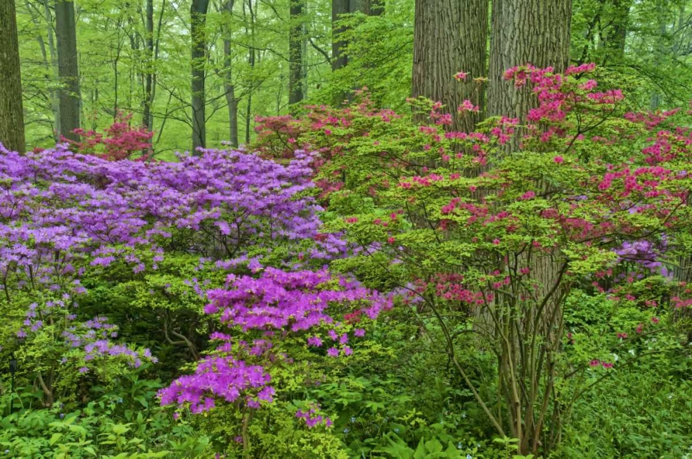 Delaware, Blooming azaleas in forest art print by Jay OBrien for $57.95 CAD