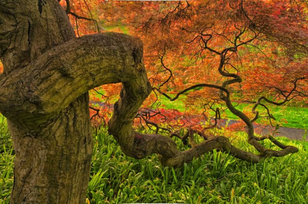 Delaware, Japanese maple tree art print by Jay OBrien for $57.95 CAD