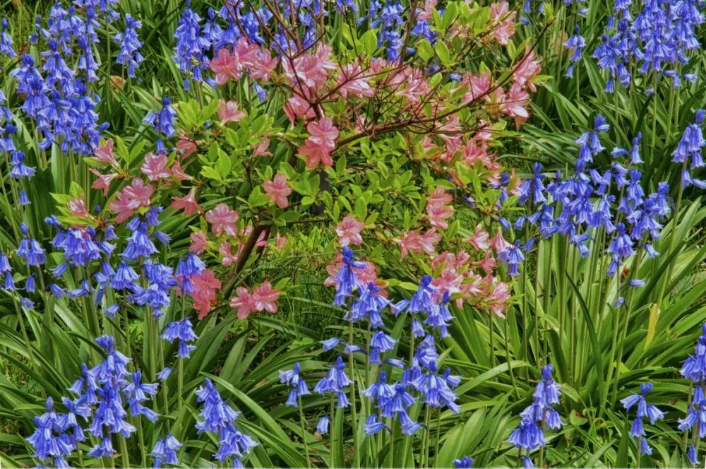 Delaware, Blooming azaleas and bluebells art print by Jay OBrien for $57.95 CAD