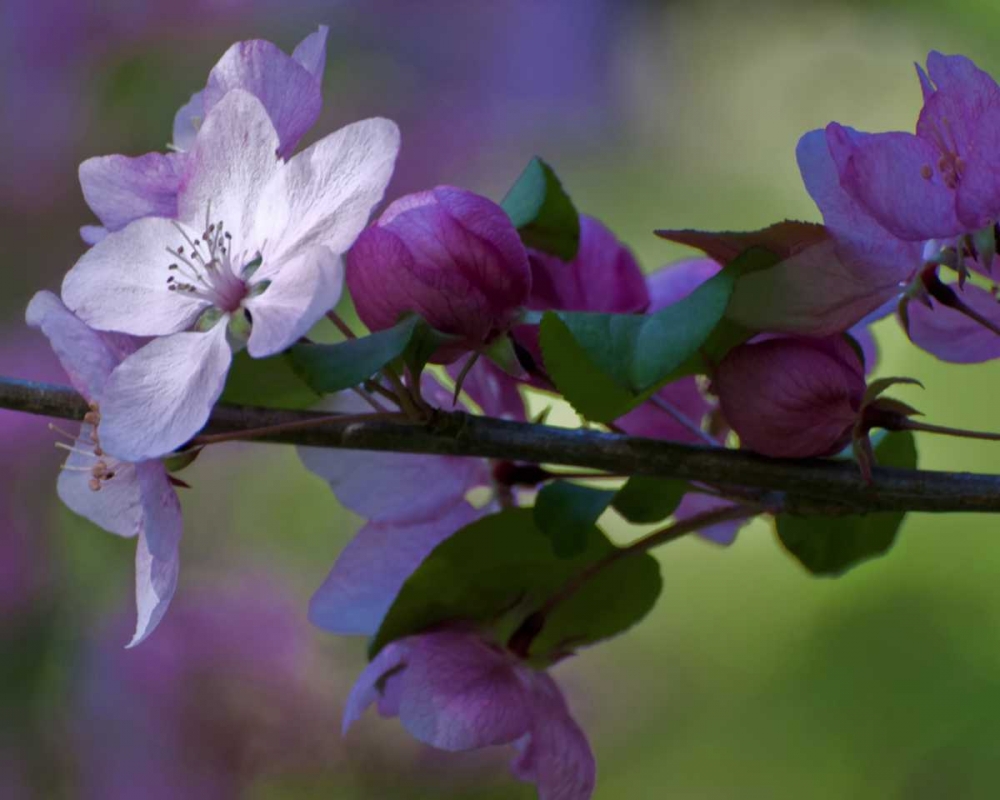 Delaware, Azalea flowers and buds on limb art print by Jay OBrien for $57.95 CAD
