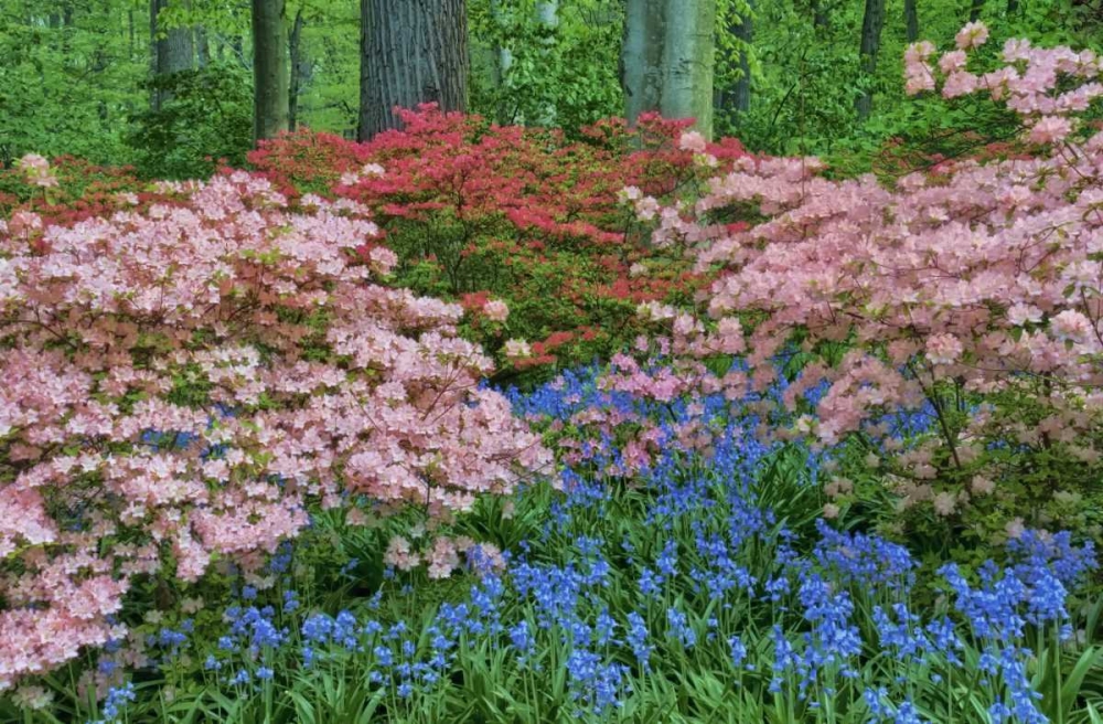 Delaware Blooming azalea and bluebell flowers art print by Jay OBrien for $57.95 CAD
