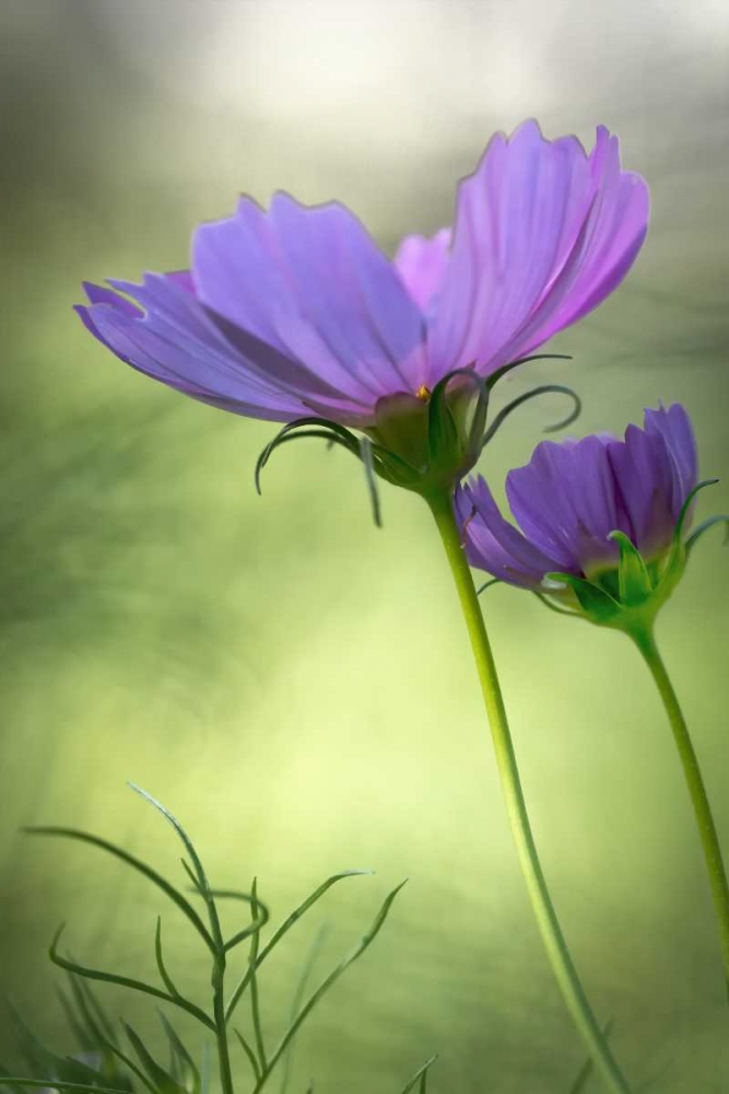 Wilmington, Delaware Cosmos flowers art print by Jay OBrien for $57.95 CAD