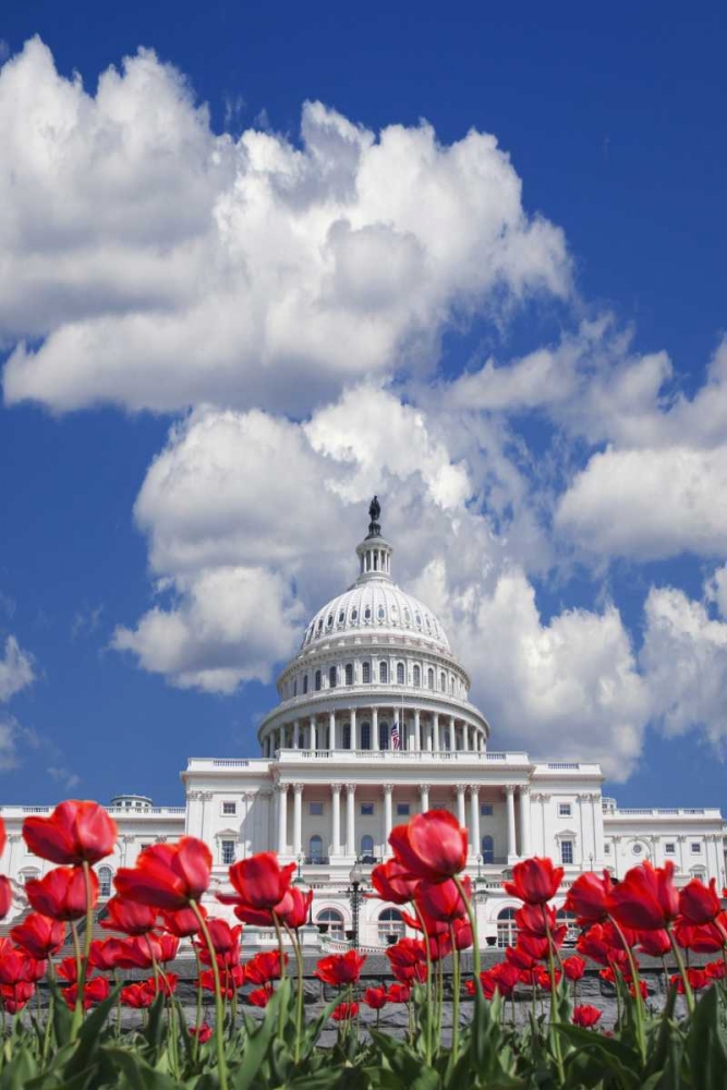 Washington DC, tulips by the Capitol building art print by Dennis Flaherty for $57.95 CAD