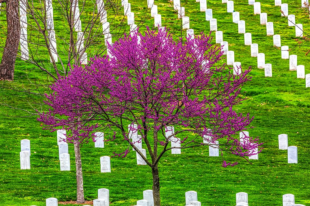 Arlington National Cemetery, Washington DC. art print by William Perry for $57.95 CAD