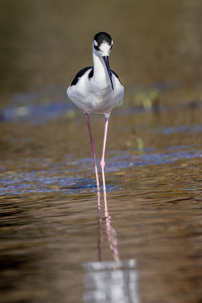 Black-necked stilt-Myakka River State Park-Florida art print by Adam Jones for $57.95 CAD