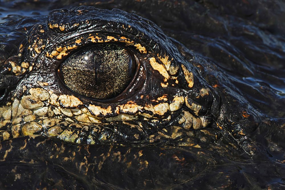 American alligator eyeball close-up from eye level with water-Myakka River State Park-Florida art print by Adam Jones for $57.95 CAD