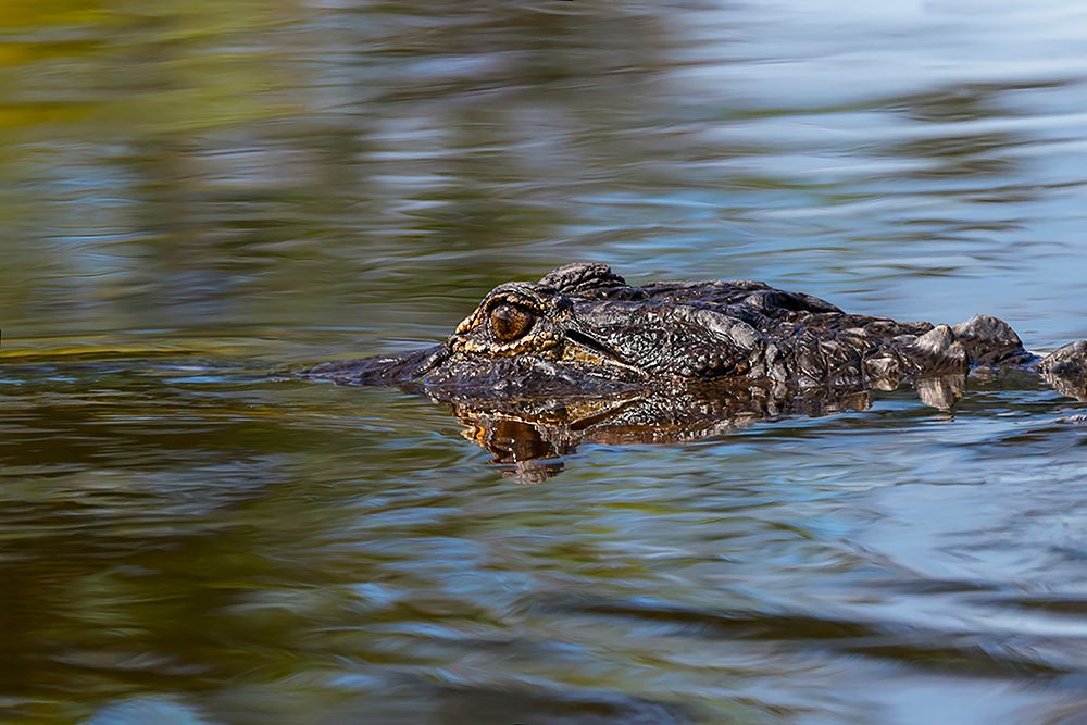 American alligator from eye level with water-Myakka River State Park-Florida art print by Adam Jones for $57.95 CAD