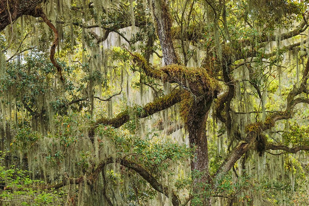 Live oak trees draped in Spanish moss-Polk County-Florida art print by Adam Jones for $57.95 CAD