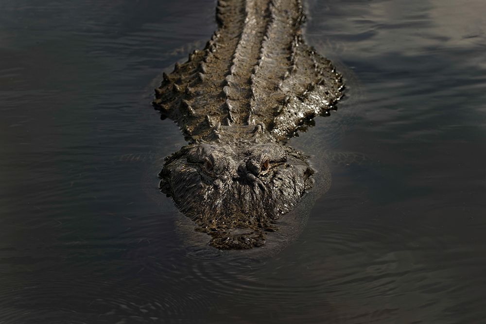 American alligator-Myakka River State Park-Florida art print by Adam Jones for $57.95 CAD