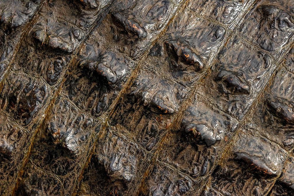American alligator scale pattern close-up-Myakka River State Park-Florida art print by Adam Jones for $57.95 CAD
