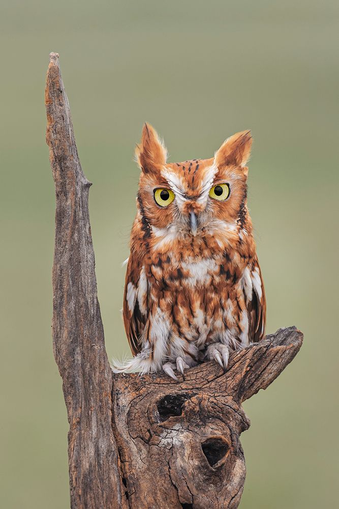 Eastern screech owl-Florida art print by Adam Jones for $57.95 CAD
