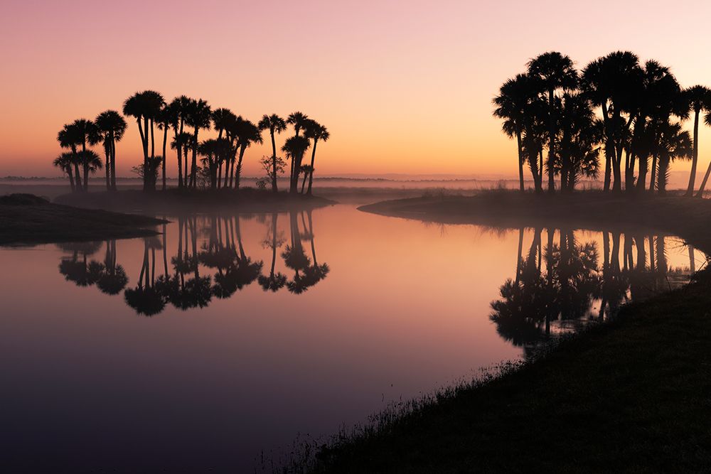 Sable palms silhouetted at sunrise on the Econlockhatchee River art print by Adam Jones for $57.95 CAD