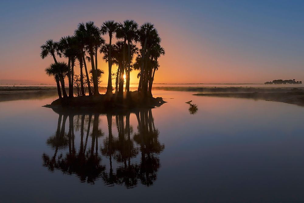 Sable palms silhouetted at sunrise on the Econlockhatchee River art print by Adam Jones for $57.95 CAD