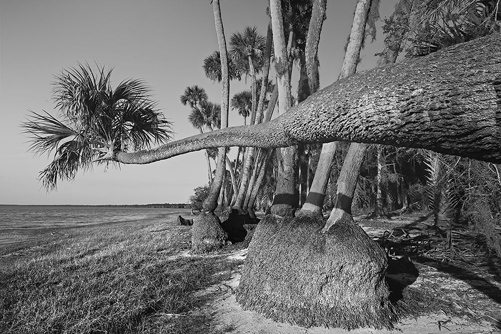 Sable palm tree along shoreline of Harney Lake at sunset-Florida art print by Adam Jones for $57.95 CAD