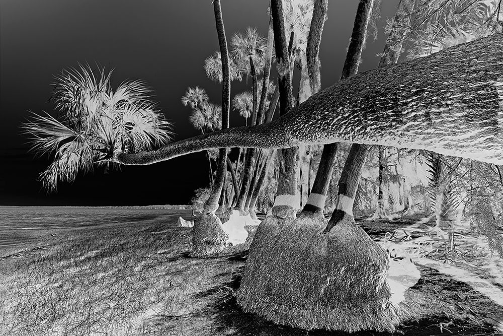 Sable palm tree along shoreline of Harney Lake at sunset-Florida art print by Adam Jones for $57.95 CAD