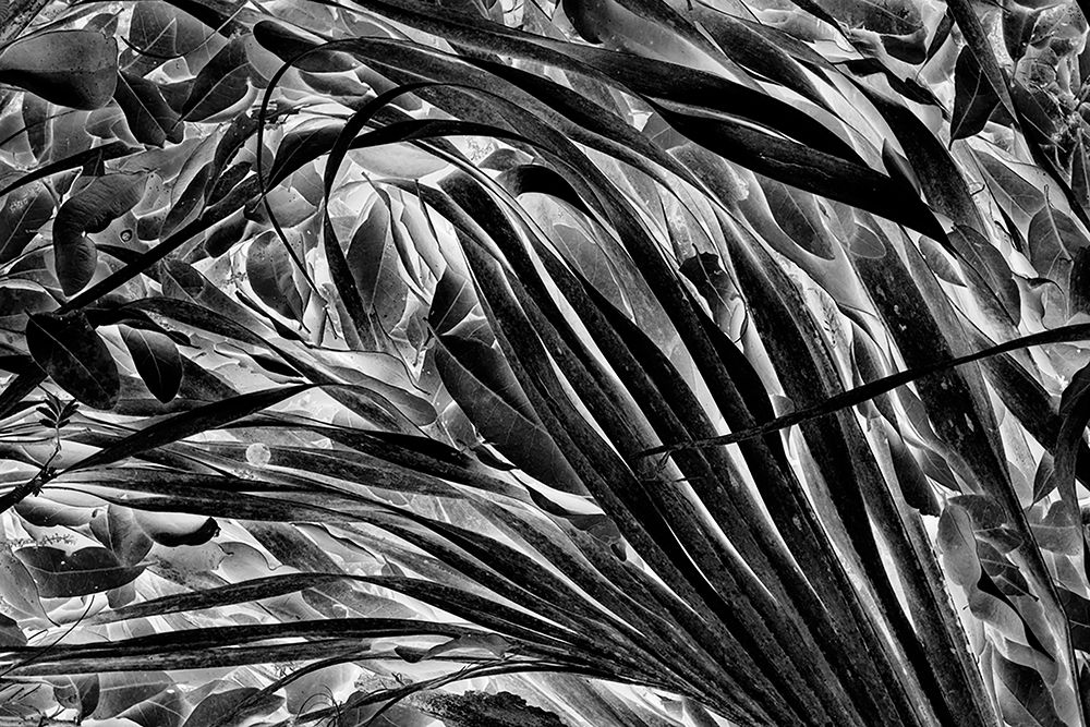 Sable palm frond on the ground in Black and white-Harney Lake-Florida art print by Adam Jones for $57.95 CAD