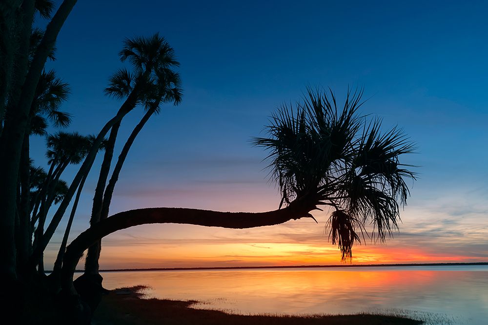 Sable palm tree silhouetted along shoreline of Harney Lake at sunset-Florida art print by Adam Jones for $57.95 CAD