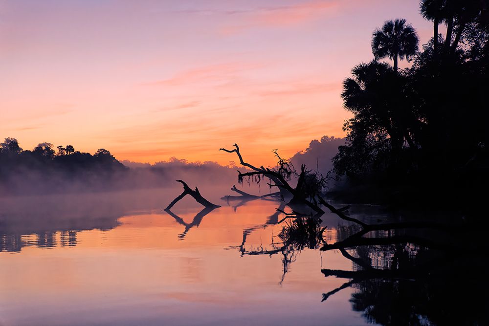 Predawn view of mist and fallen trees reflecting on blackwater area of St Johns River art print by Adam Jones for $57.95 CAD