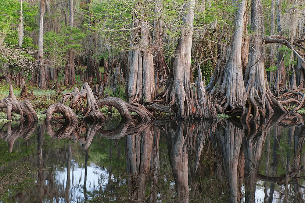 Early spring view of cypress trees reflecting on blackwater area of St Johns River-central Florida art print by Adam Jones for $57.95 CAD