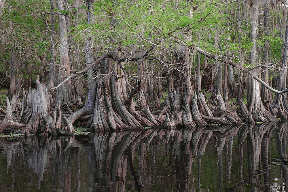 Early spring view of cypress trees reflecting on blackwater area of St Johns River-central Florida art print by Adam Jones for $57.95 CAD