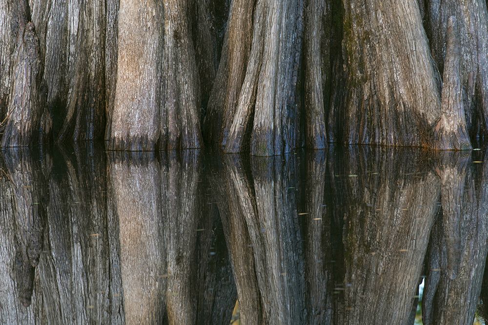 Pattern of cypress trees reflecting on blackwater area of St Johns River-central Florida art print by Adam Jones for $57.95 CAD