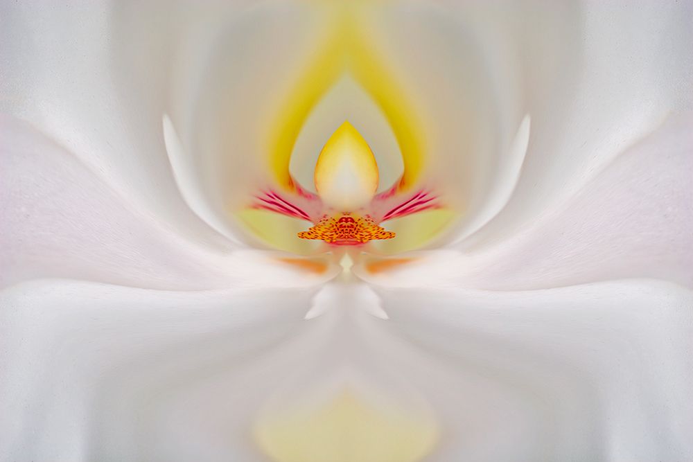 Abstract Hybrid Orchid Selby Gardens-Sarasota-Florida art print by Adam Jones for $57.95 CAD