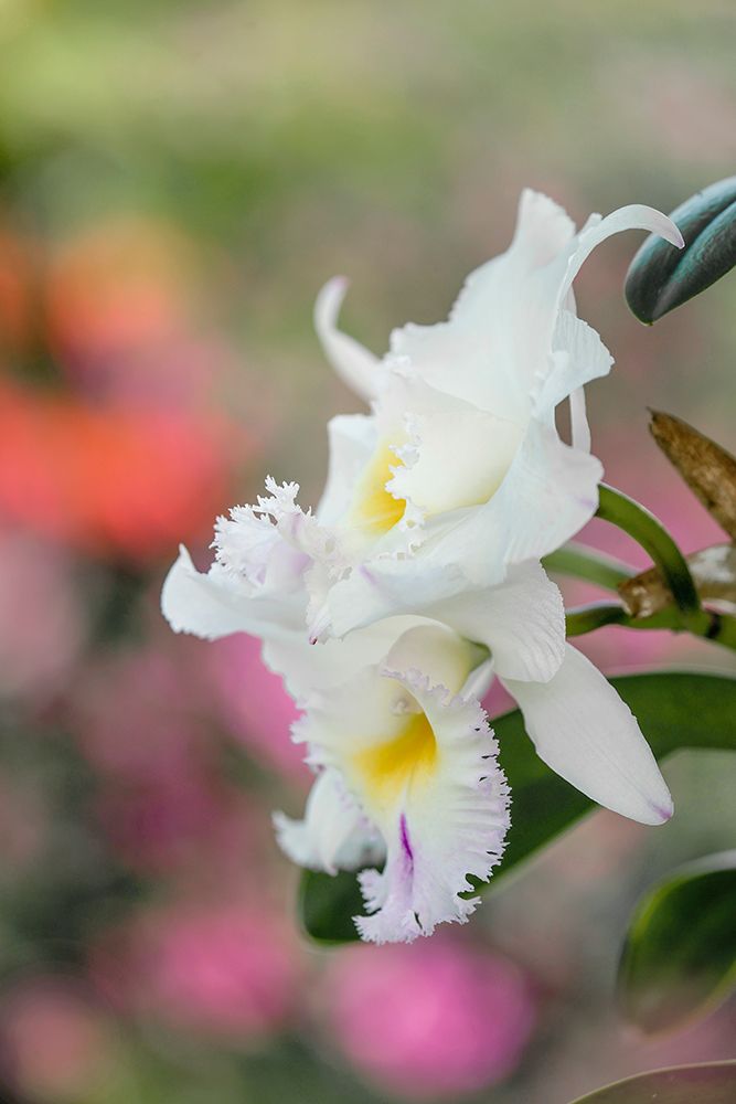 White orchids and soft colorful background-Butterfly World-Florida art print by Adam Jones for $57.95 CAD