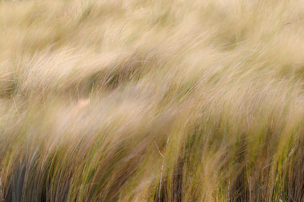 Abstract view of grasses blowing in the wind-Merritt Island National Wildlife Refuge-Florida art print by Adam Jones for $57.95 CAD