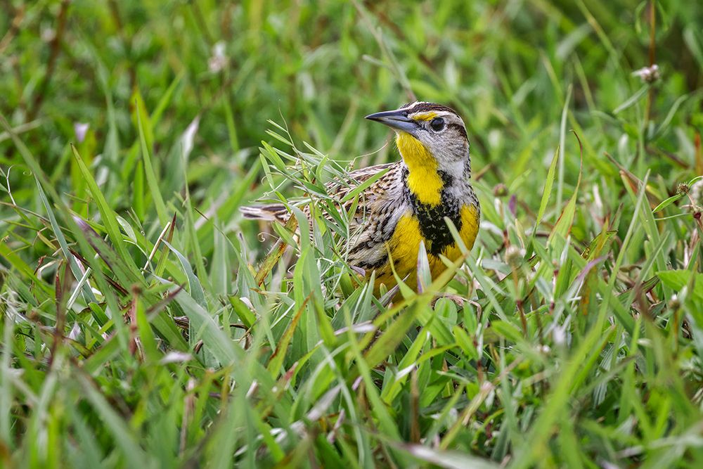 Eastern meadowlark on the ground in grass-Florida art print by Adam Jones for $57.95 CAD