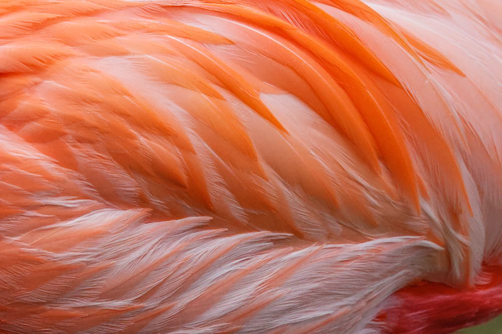 Pink feather pattern on back of flamingo-Florida art print by Adam Jones for $57.95 CAD