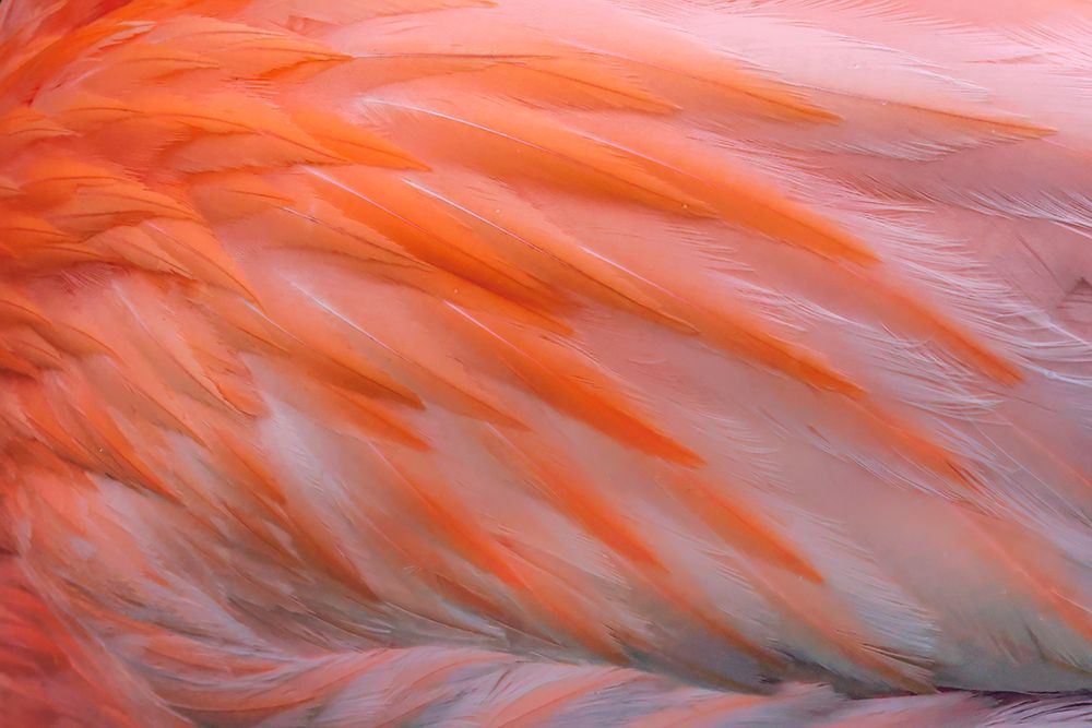 Pink feather pattern on back of flamingo-Florida art print by Adam Jones for $57.95 CAD