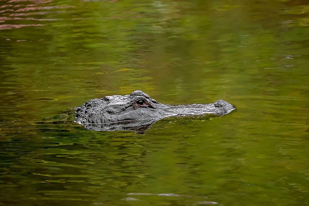 American alligator-Merritt Island National Wildlife Refuge-Florida art print by Adam Jones for $57.95 CAD